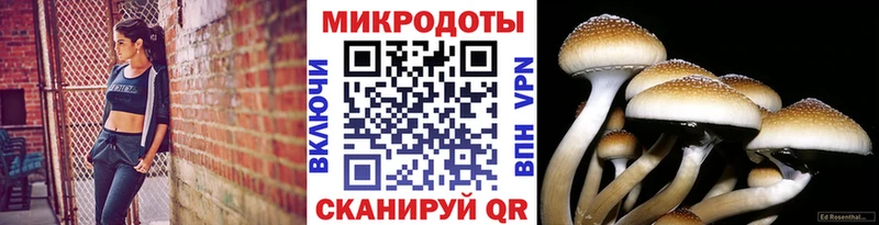 Купить закладки  Энем  Псилоцибиновые грибы Psilocybine cubensis 